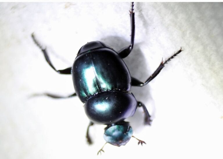 Canthon Dung Beetle Pack Bugs In Cyberspace