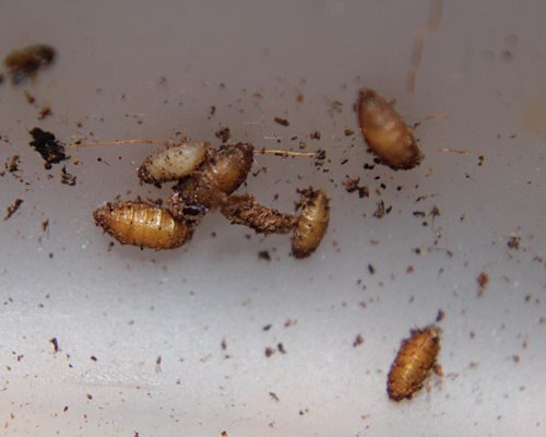 A group of small brown insects on a white surface.