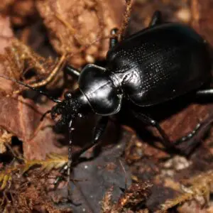 Black colored Coleoptera Dead Ground Beetle