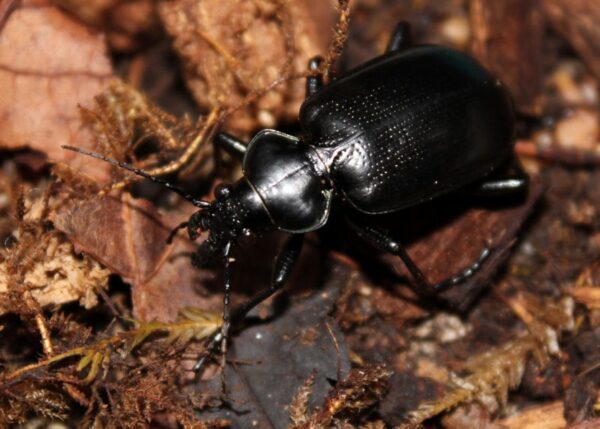 Black colored Coleoptera Dead Ground Beetle