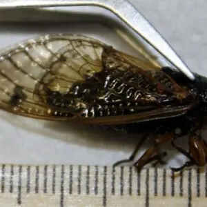 A Cicada Dead specimen butterfly