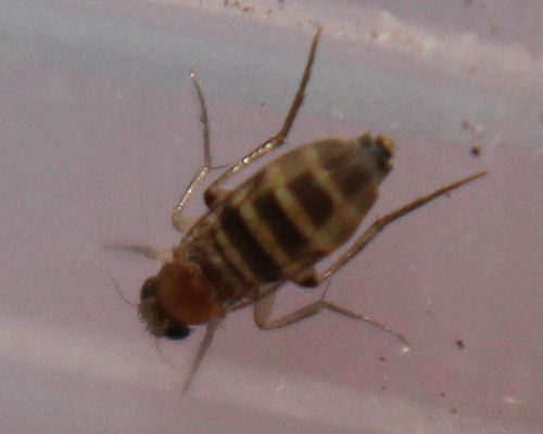 A black and brown Beetle bug