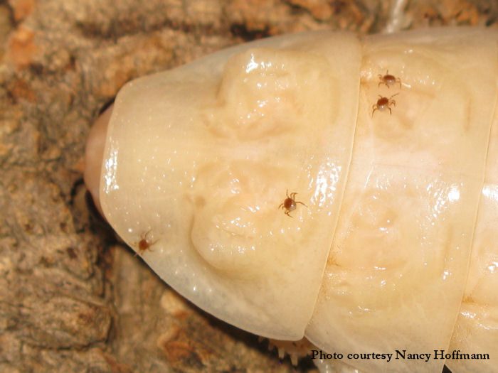 A close up of a white moth on a tree, showcasing Bugs in Cyberspace.