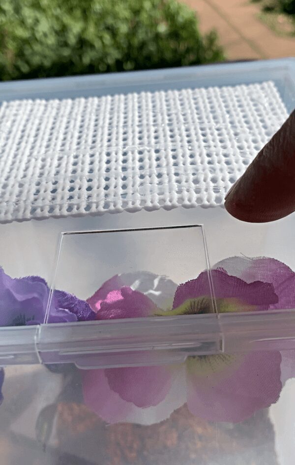 A Mantis Habitat on a Clear Plastic Case