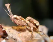 Ghost Mantis Phyllocrania Paradoxa