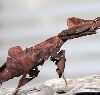 A Ghost Mantis on a Dried Stick