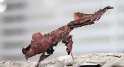 A Ghost Mantis on a Dried Stick