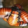 A group of Madagascar Hissing Cockroaches sitting on a branch.