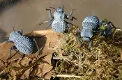 buy blue death feigning beetle