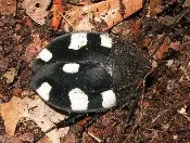 A black and white color Domino Roaches