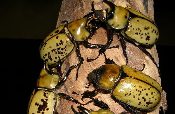 A group of black and yellow Dynastes tityus Rhino Beetle Larva on a tree branch.