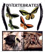 The cover of Invertebrates Magazine Subscription.