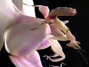 A Purple Color Flower Close Up View Copy