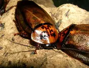 A group of Orange Head Roach Eublaberus posticus sitting on a rock.