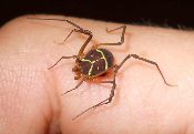 An Ornate White-lined Harvestman spider sitting on a person's hand.