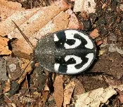 A black and white beetle sitting on the ground, resembling a Question Mark Roach Therea olegrandjeani.
