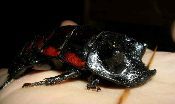 A red Wide Horn Hisser beetle sitting on a person's hand.
