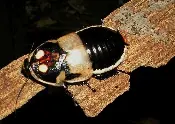 Glowspot Cockroach on the wood