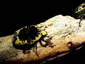 A Harlequin Adult Beetle on a Log