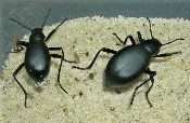 Black colored Armored Darkling Beetle