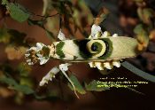 A Spiny Flower Mantis on a Stick