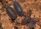 Black colored sow bugs porcellio scaber