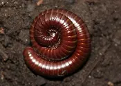 A brown millipede in the dirt.