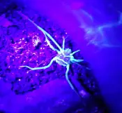 A White-lined Harvestman, colored in blue and purple, crawls stealthily through a dark cave.