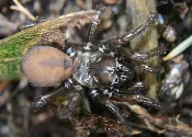 A Folding Door Trapdoor Spider Antrodiaetus is sitting on a leaf in the ground.