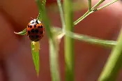 A red and black Dead Ladybug Specimens
