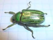 Green colored Deadstock Glorious Scarab
