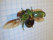 A green bee, resembling a Deadstock Glorious Scarab, is sitting on top of a piece of paper.
