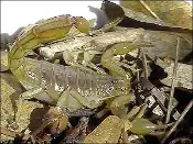 A Scorpion Dead Specimen is sitting in a pile of leaves.