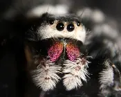 A regal Jumping Spider Phidippus Regius