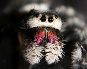 JUMPING SPIDER AS PET: A Comprehensive Jumping Spider Pet Care Guide for  Beginners including habitat, diet, handling, breeding, cost and maintenance.