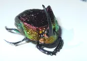 A Rainbow Dung Beetle With Halo Body