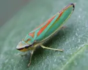 A green and orange Hemiptera Dead Leafhopper on a leaf.