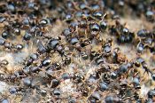 A large group of Hymenoptera Dead Ants on a rock.