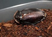 A black Roth's Burrowing Cockroach sitting in a container of dirt.