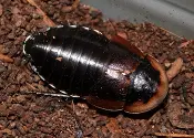 A black and brown Roth's Burrowing Cockroach in a pot of dirt.