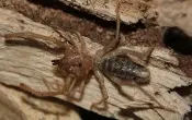 A brown colored camel spider on the wood