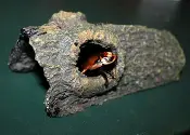 A Warty Glowspot beetle is sitting in a hole in a log.