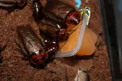 A group of cockroaches in a plastic container, feasting on Insect Jelly Six Pack.