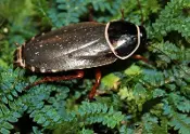 Extinct Roach Simandoa conserfariam