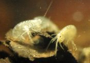 Fresh water Amphipods in water
