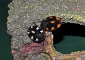 Two ladybugs with an Orange Spot Domino Roach on a rock.