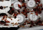 A red colored Runner Feeder Roaches