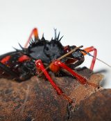 A Horrid King Assassin Bug sitting on a piece of wood.