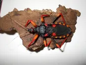 Horrid King Assassin Bug on soil