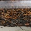 An image of the Okefenokee Fishing Spider with a ruler next to it.